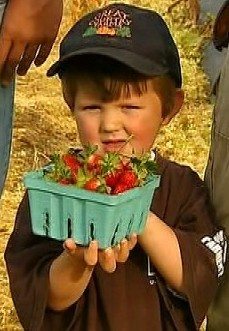 Miller Zurschmeide proudly displays some of the "better than organic" strawberries his found for pick your own at Great Country Farms in Bluemont, northern Virginia.
