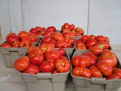 bins of heirloom tomatoes sit ready for packing into CSA produce boxes at Great Country Farm circa 2012