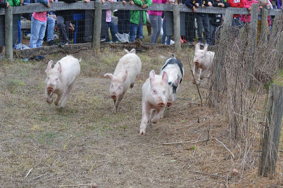 pig-race