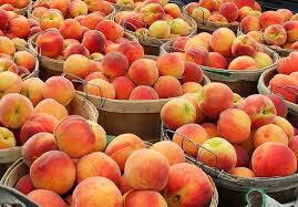 Bushels of peaches on display in the Great Country Farms Market during peak peach season in early August.