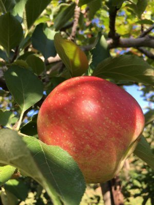 Jonagold apple at Great Country Farms
