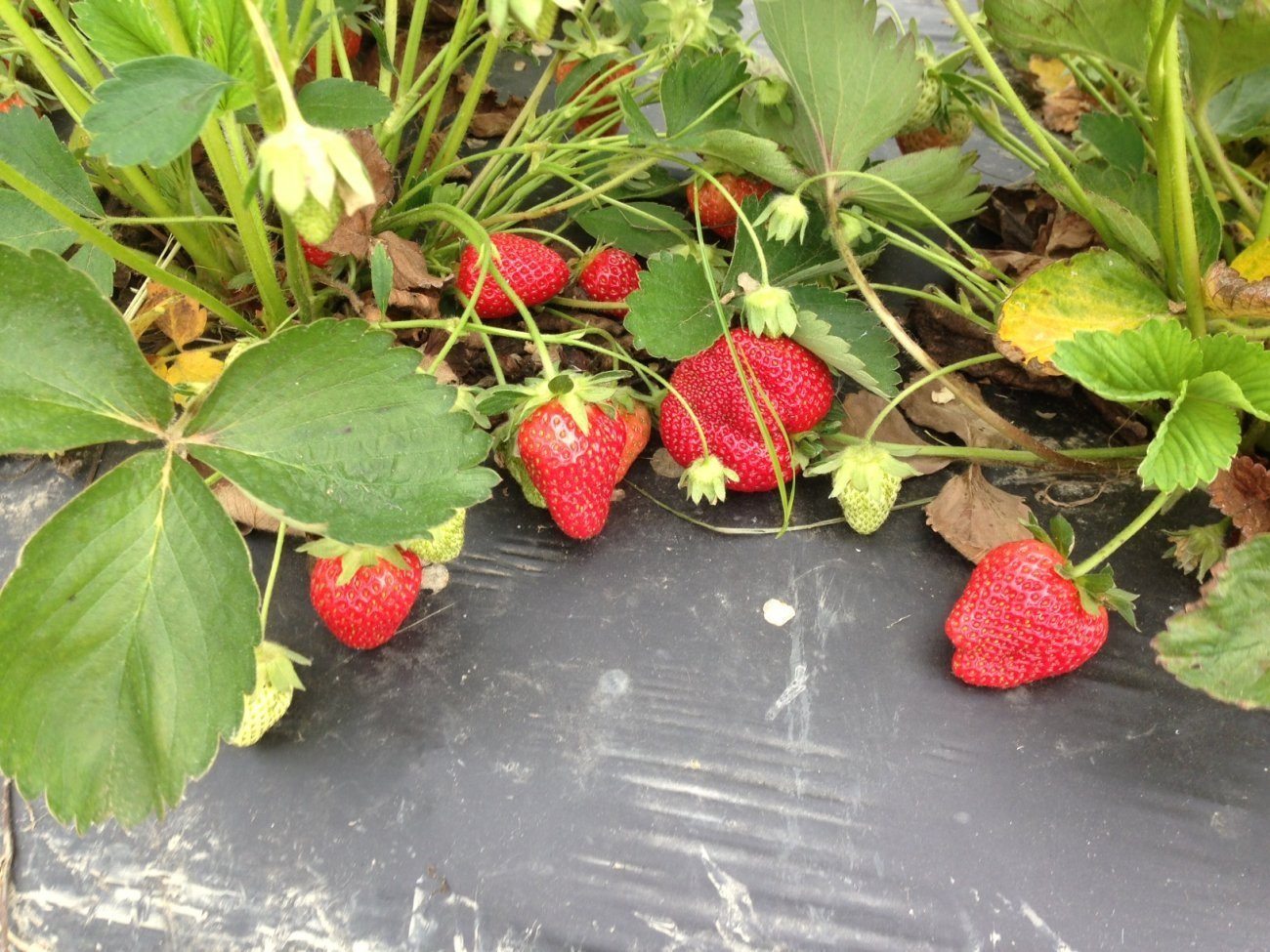 Ripe strawberries on plasticulture mulch ready for you-pick.