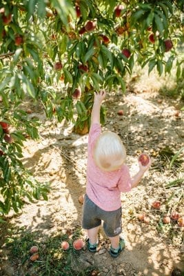 A young boy stretches high to pick peaches during a field trip at Great Country Farms in Northern Virginia.
