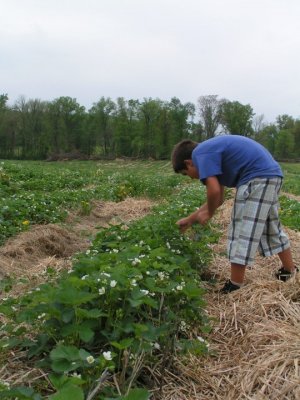 Straw mulch lines the rows of strawberries while a young boy is strawberry picking at Great Country Farms in Northern Virginia.