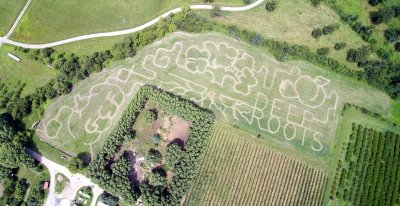 Arial Drone photo of the 2021 regenerative agriculture Corn Maze at Great Country Farms with the pathways spelling out deep roots and showing a tree and GCF pumpkin
