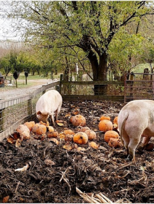 2 large sows gobble up a pile of pumpkins as part of the recycling of pumpkins smashed during pumpkin chunking week at Great Country Farms.