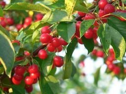 Bright red cherries hang thickly on the trees at Great Country Farms