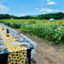 Sophia Dillenbeck 2022 Great Country Farms Sunflower Photo Contest Entry Lanscapes features the sunflowers against the green woods