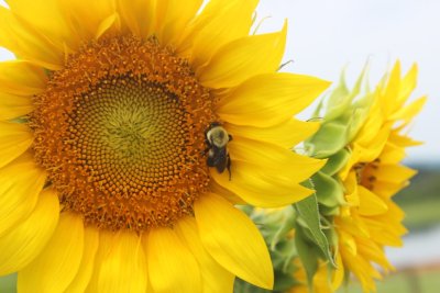 Great Country Farm Sunflower Photo Contest Entry features and huge sunflower bloom close up with a honey bee working on the flower.